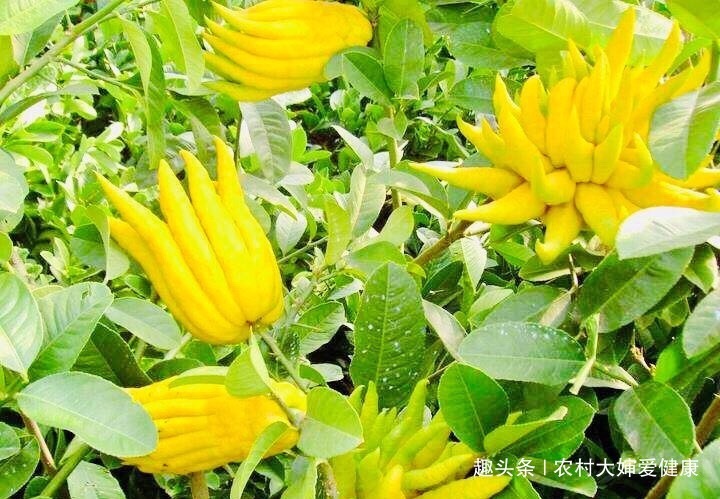 克星|子宫肌瘤“克星”此野果，女性不想患上子宫疾病，多食，还调经