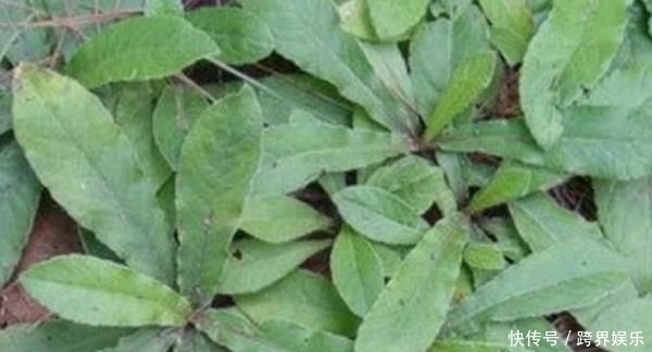 农民|农村这种野草,农民用它泡水喝,活血化瘀,老人腰也不痛了