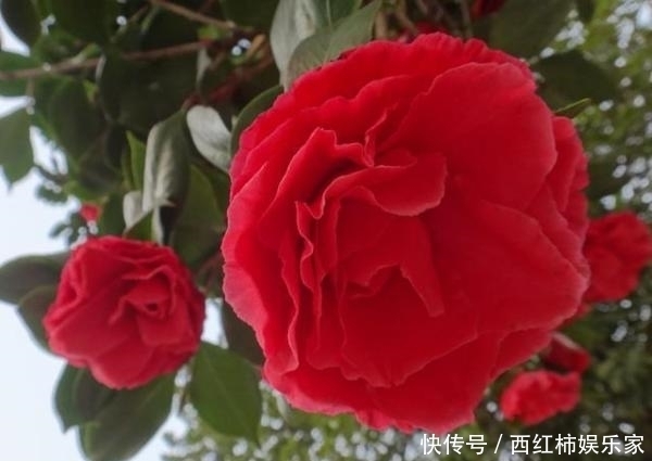 茶花只结蕾，不开花怎么办？可能是这3个方面的原因
