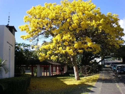 早春灿烂迷人的花树,路上开满一树的花你认得哪一种