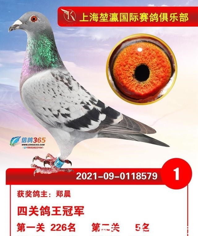 職業(yè)賽場|職業(yè)賽場哪家強且看這批2021年實力冠軍鴿王