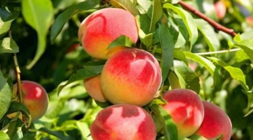  身体|冬天了，多吃以下三种食物，排毒护肤，还能延缓身体衰老