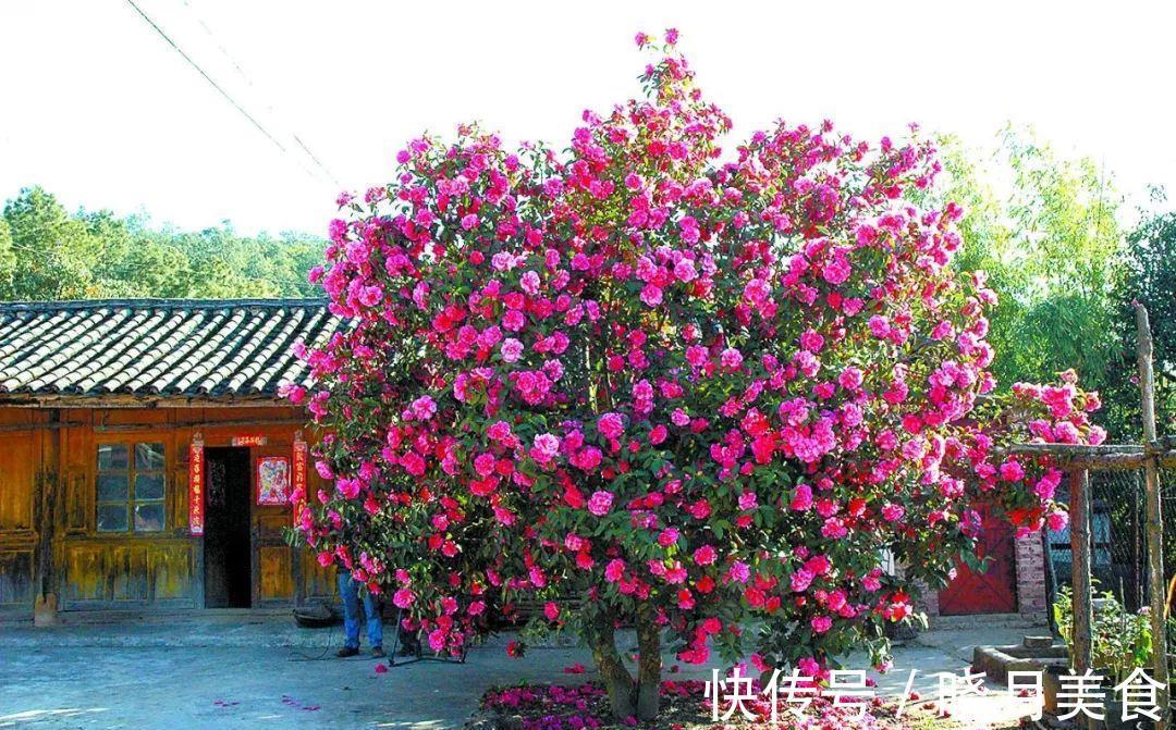 龟背竹|5种“大盆花”适合养客厅,旺家有格调,吉祥好养,易成“老桩”