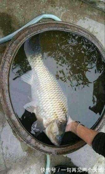 放生|国内一男子野外居然钓上百年大鲫鱼,带回家后大的让人看傻眼