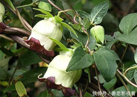 山萝卜|大山里的“野萝卜”，看到是福气，很珍贵，不要一次挖完，需保护