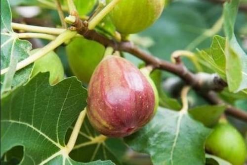 便秘者必吃的水果，无花果膳食纤维十分丰富，直接新鲜食用就行
