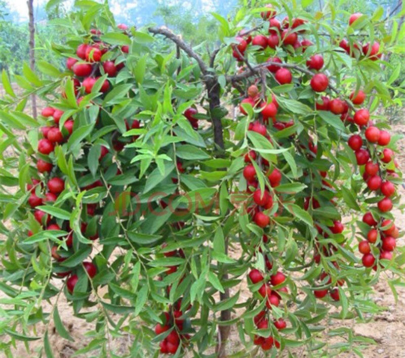 建议家有小院定要种上几样盆栽，沾土就能活，驱蚊又好看