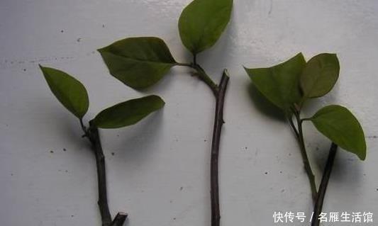 养花|家里养花,用此个妙招,一盆变成十盆,花盆都不够用了