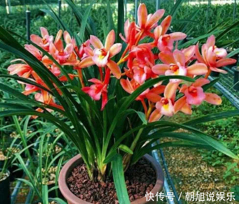 磷酸二氢钾|让“兰花”开爆盆记住几点,新芽冒得快,开花多,跟着学就行了