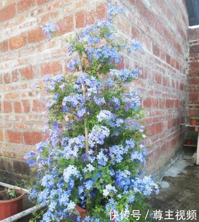 自己造花园,4种花卉不能少,2个月就能开爆盆,关键皮实好养!