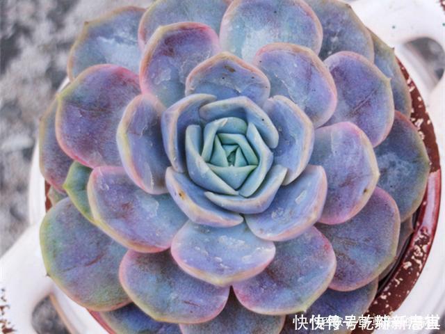 养护|最具清凉感的5种多肉,养护用对方法,出状态后呈现出高级蓝