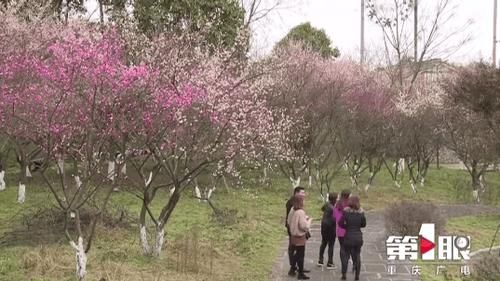 中年|五彩梅花迎春开 赏花出游正当时