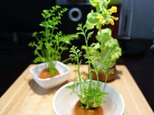 5种蔬菜吃完根别扔，丢水里就疯长，7天养成花，比绿萝还要美