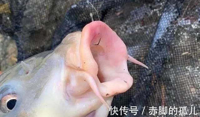 饵料|鱼钩和鱼线的秘密!了解这3种搭配方式,钓起鱼来得心应手