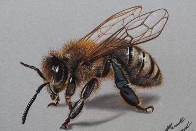 3d|大叔用彩铅画煎蛋,太逼真被质疑造假,晒出视频后,专家安静了