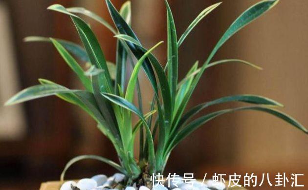 叶子|兰花病害防治兰花叶子发黑的三大原因以及处理方法