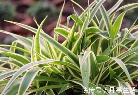 爆盆|家里花太多养不过来?试试4种花,不用精心打理也能爆盆