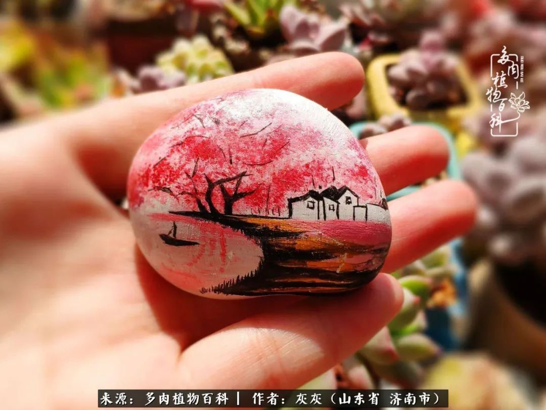 多肉植物|养多肉四年,铁打的盆盆流水的肉,无需多问,问就是喜欢!