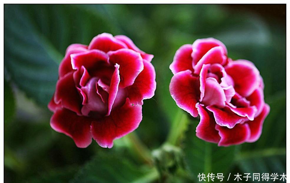 漂亮|五种简单好养的漂亮省心花，不招虫、不生病！居家养花别错过