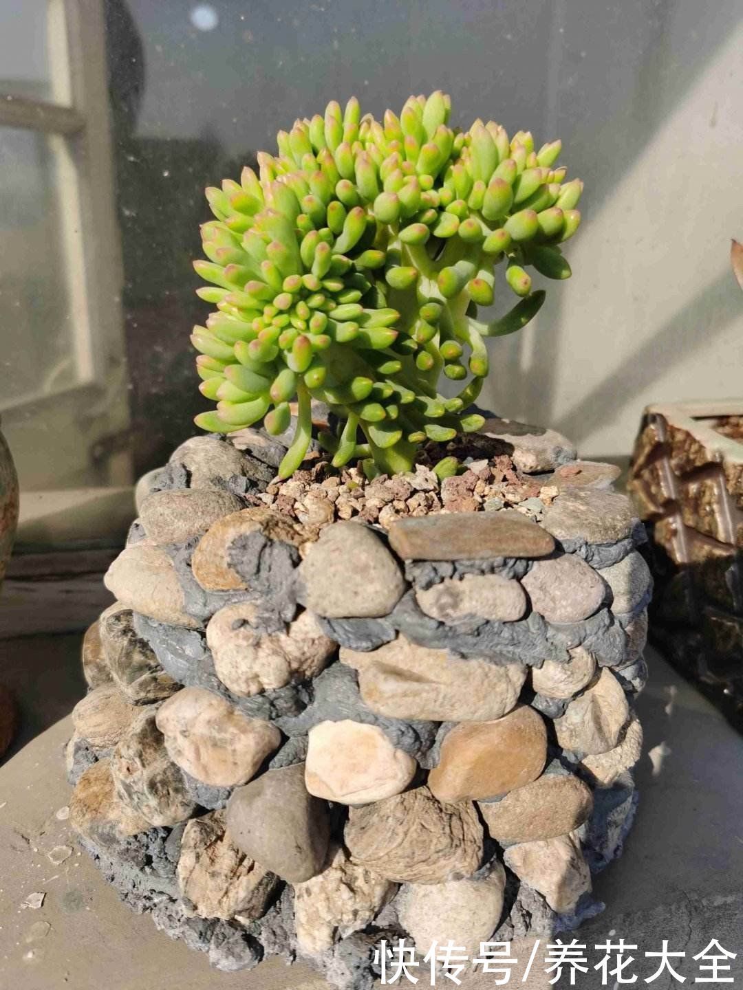 扔掉家里这些垃圾,就是扔钱,拿来养花特好用