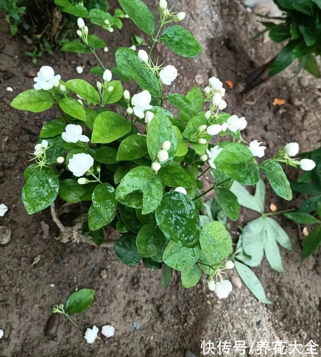 电视机|家里的花别乱放，放错地方，容易把花养死