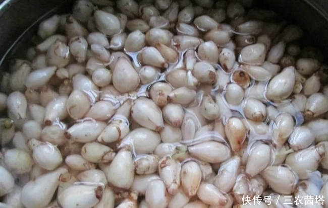 农村一种埋土里的野果，过去5毛一碗抢着吃，如今却要35元一斤