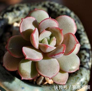 喜欢多肉又不会养，记住4步，叶片又肥又漂亮，轻轻松松挤爆盆