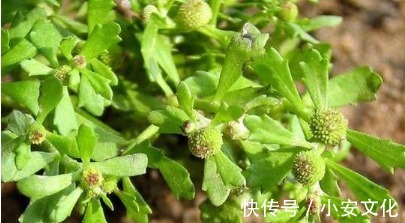 野草|农村的“猪屎草”，竟是鼻炎的“克星”，用上2天就见效