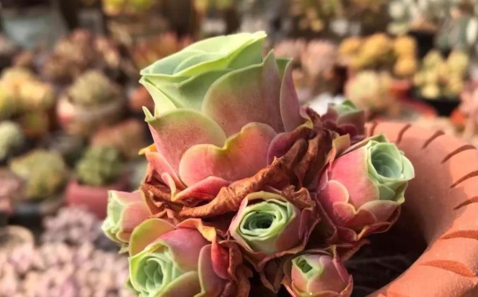 天热|此款多肉叶子像玫瑰花,高贵漂亮,满足5点养成老桩,格外讨喜