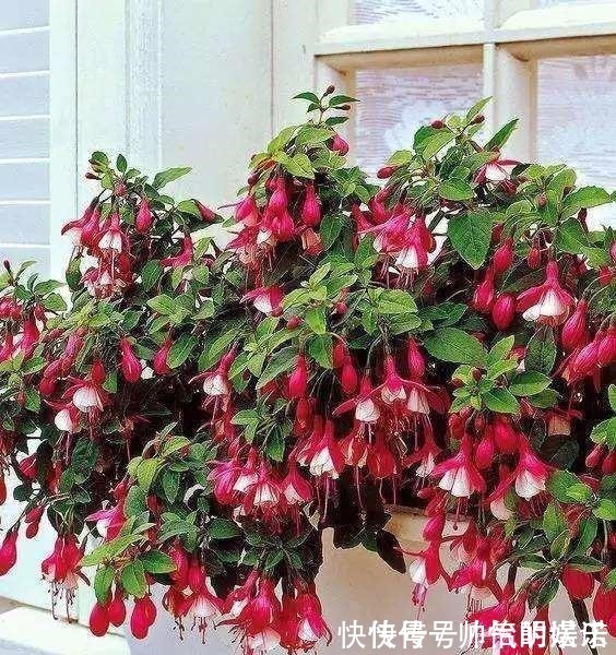 绿萝|比绿萝还漂亮的花,一个枝泡水里,10天长根,喜庆好看,一开99朵