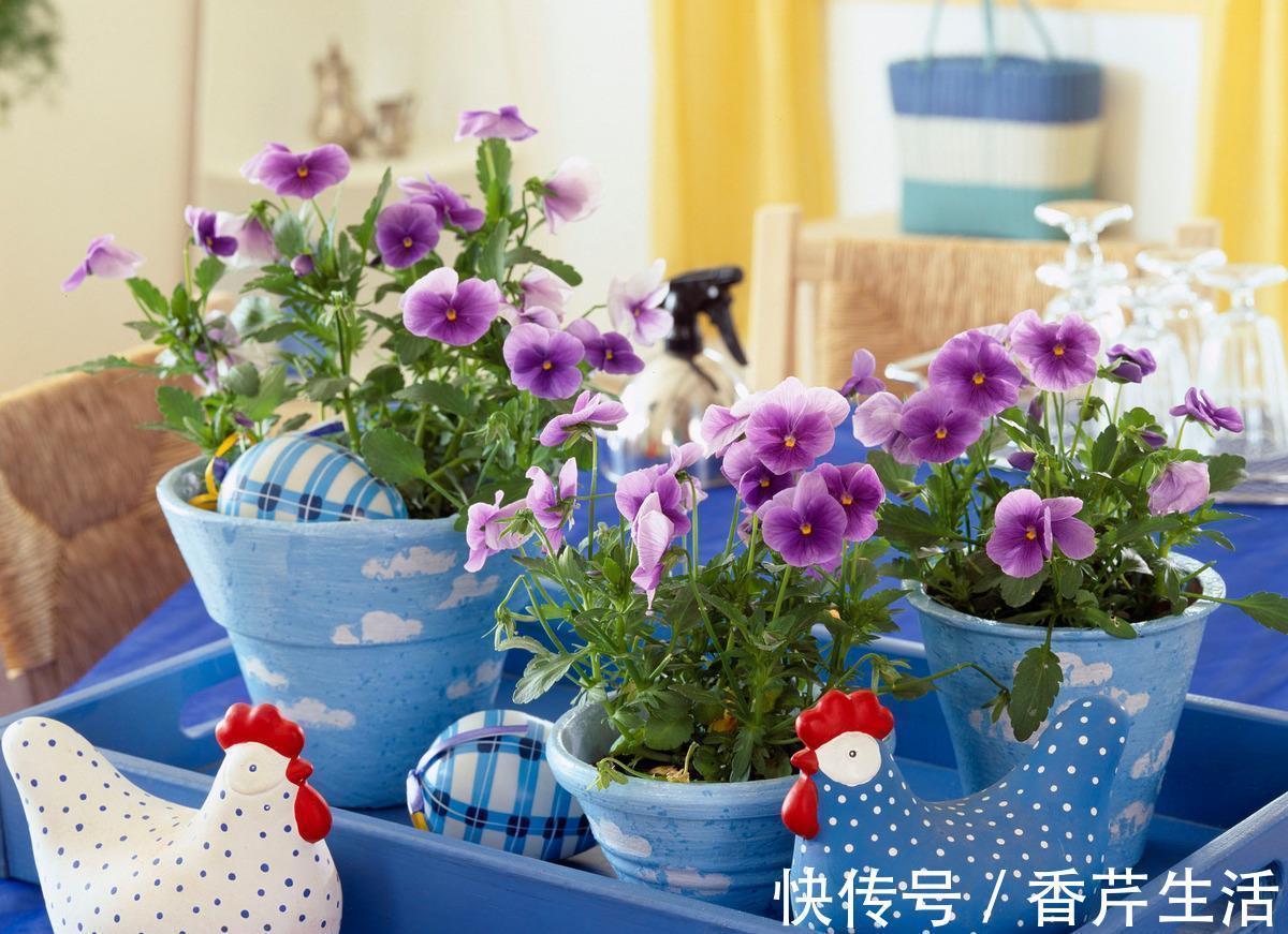 5种花，被称为冬天的“开花机器”，现在养一盆，过年正好赏花