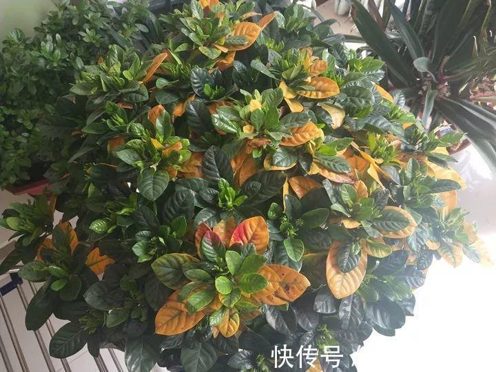 叶子|长寿的花苞迟迟不开用它喷两次,很快就能鼓起来!