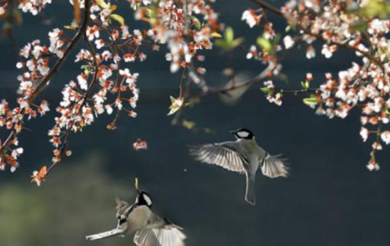 贾岛|诗人名气不小却无代表作,被人放鸽子无聊时写一首,却成千古名作