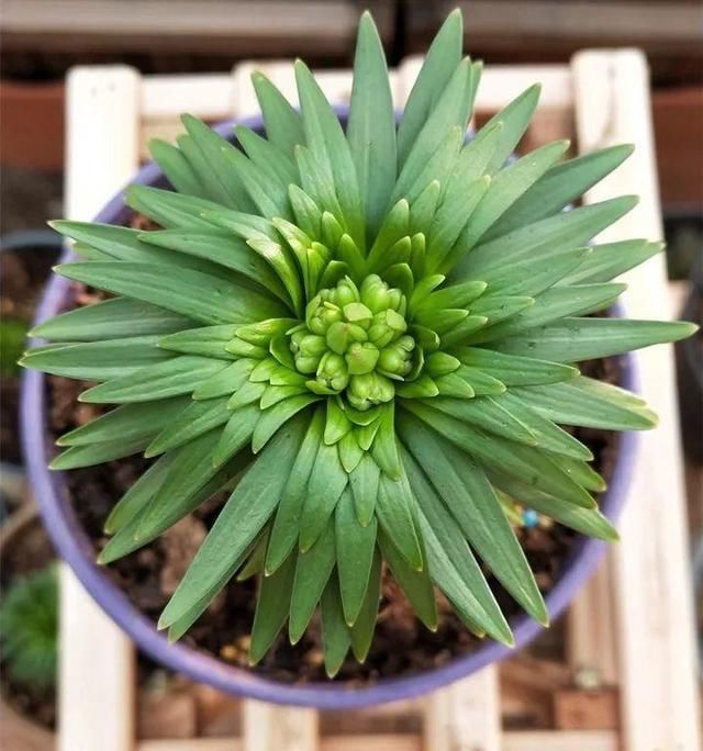 别让这花长太高，小心变成“韭菜”，再也不开花