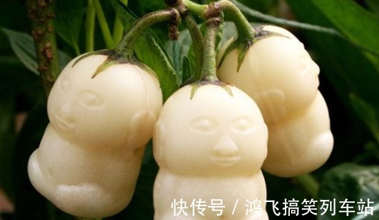 可湿性粉剂|具有改善睡眠,缓解疲劳的人参果,果农想获高产人参果,只需五点