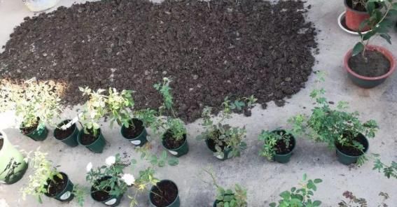 遍寻不到“酸性土”的情况下，该怎么让养花土从碱性变酸性？