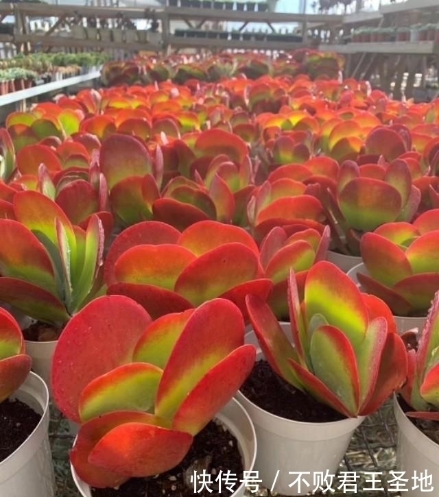 叶片|多肉植物唐印夏季怎么养注意3点,叶片舒展根系多,繁殖要赶紧