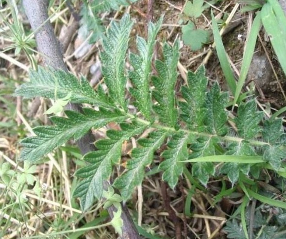 鸡腿|农村长在土里的“鸡腿”,曾经挖来当零食吃,殊不知价值珍贵