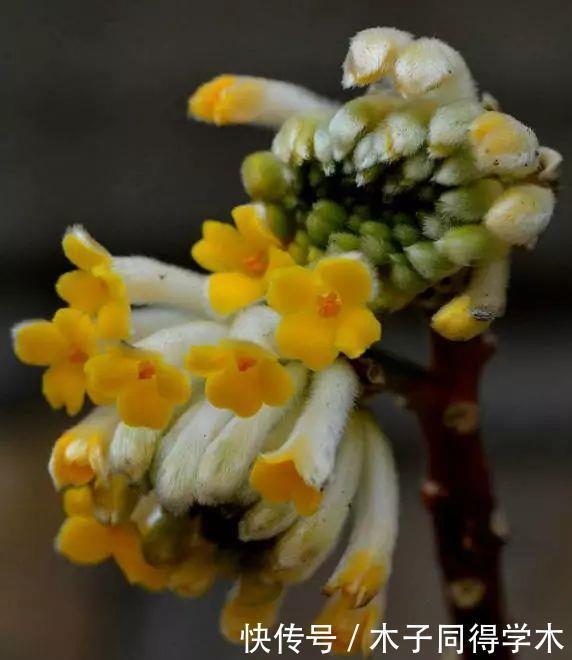 打结花!真漂亮啊!