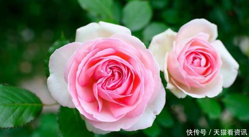 家里就养“2种花”,耐旱又耐晒,花开就爆盆,漂亮又好养!