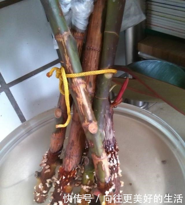 橡皮树,一刀剪得光秃秃,这样养护,起死回生冒新枝!