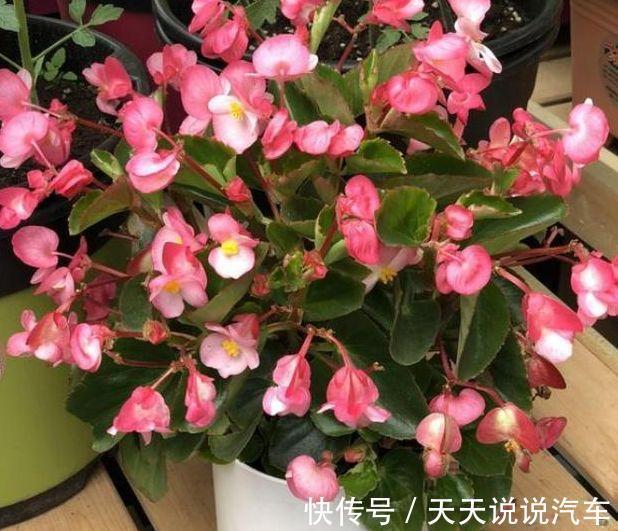 农历9月30日霜降后,养什么花?以下3种花,吉祥如意福气盈盈