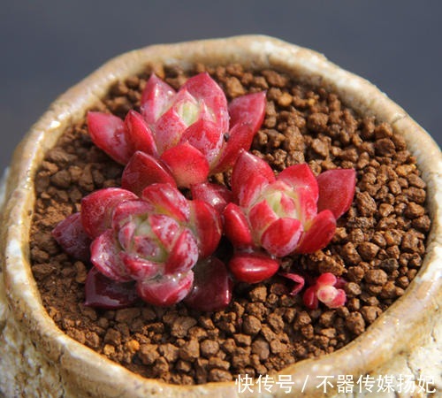 备受欢迎的10款红色系多肉,很珍贵,请收藏!