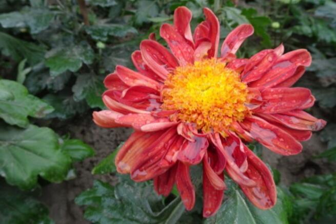 喜欢菊花,不如养盆“菊中珍品”,美丽妖娆,黄花晚节