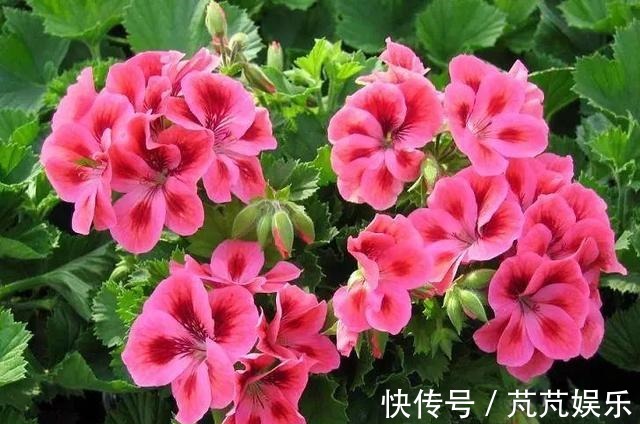 养花不用花钱,这3种花简单“扦插”,没几天就生根发芽,爱开花