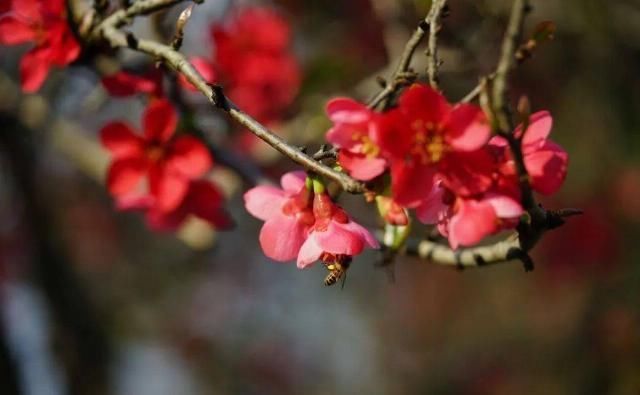 海棠记忆海棠院里寻春色日炙荐红满院香
