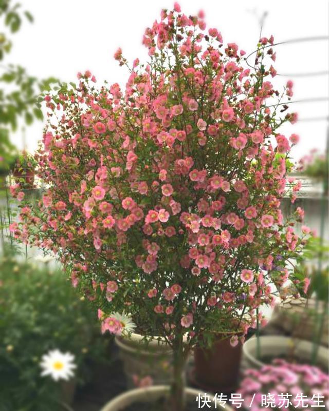 此4种花,花期特别长,养一盆全年都有花看