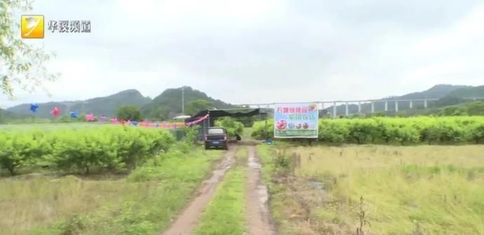 蓝莓树|盆景市场新宠儿，蓝莓盆栽你见过吗？