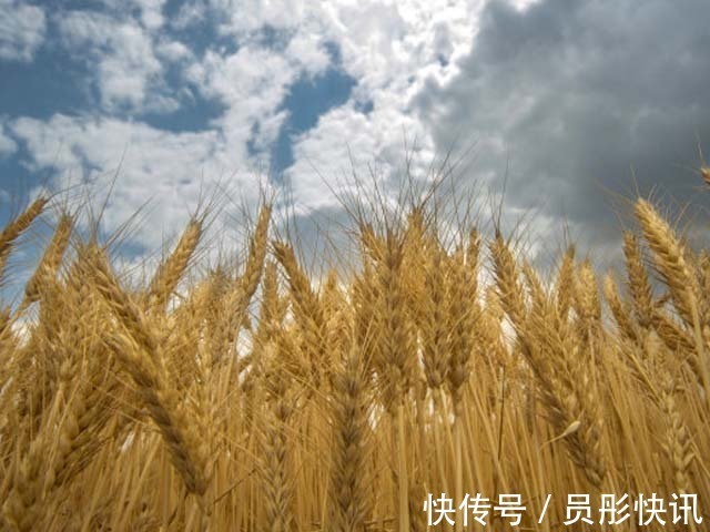 黑豆豆腐|它是预防三高的首选,也是糖尿病朋友的优选食品,补肝益肾好处多