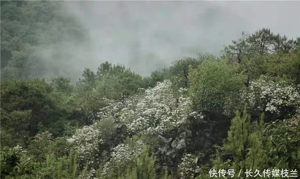 柔情蜜语|腾冲马站火山路上，花开浅夏醉清风